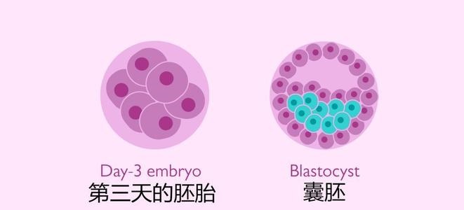 鮮胚移植跟凍胚移植哪個(gè)更好一點(diǎn)？