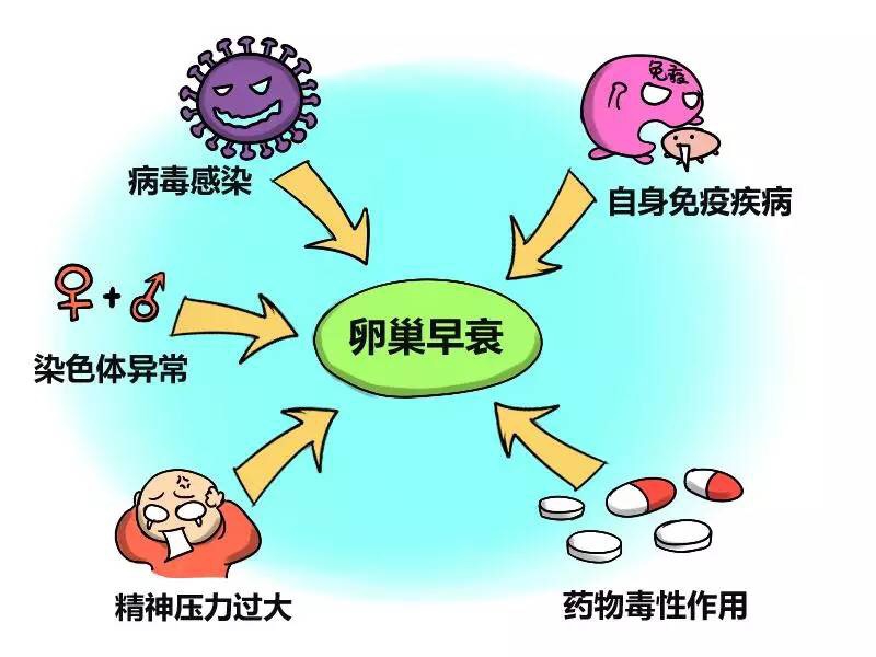 卵巢的衰老帶動(dòng)女人的衰老！