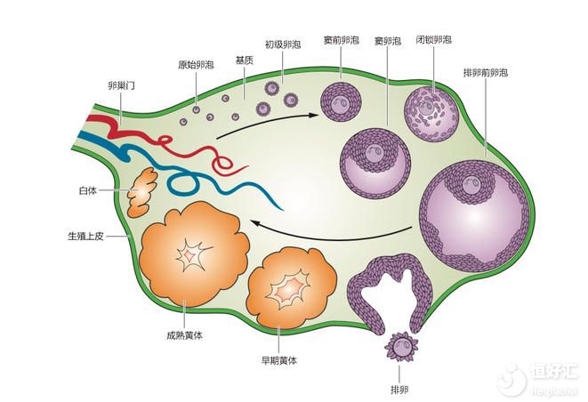 沒(méi)那么復(fù)雜，兩句話幫你概括竇卵泡的作用！