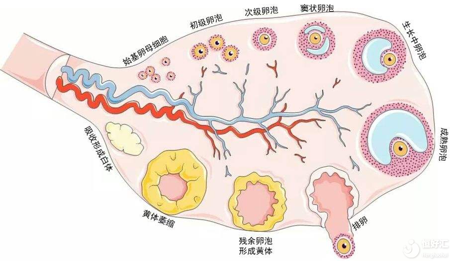 解密大時(shí)刻：竇卵泡是如何發(fā)育長(zhǎng)大的？