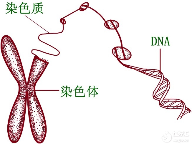 試管嬰兒技術能應付染色體遺傳這種問題嗎？