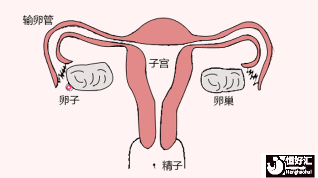 快速懷孕的條件，你都具備嗎？