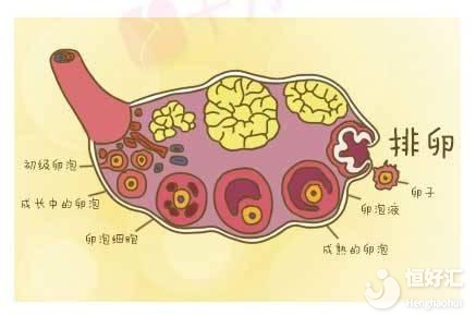 “高顏值”卵泡要怎么養出來？不看不知道！