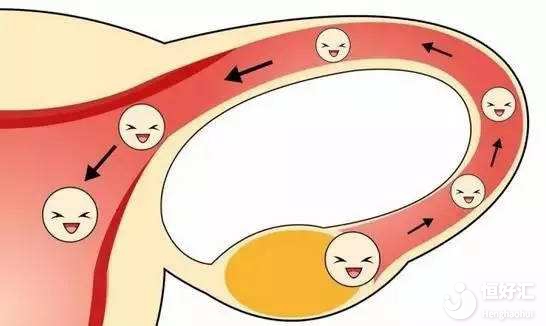 女人有兩根輸卵管，精子要怎么走才能遇到卵子？