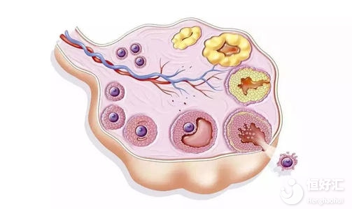 試管嬰兒為何出現空卵泡？廣州試管專家為大家解答