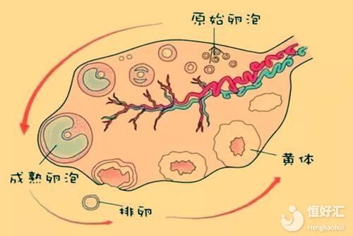 卵泡大小對湛江試管嬰兒成功率有沒有影響？