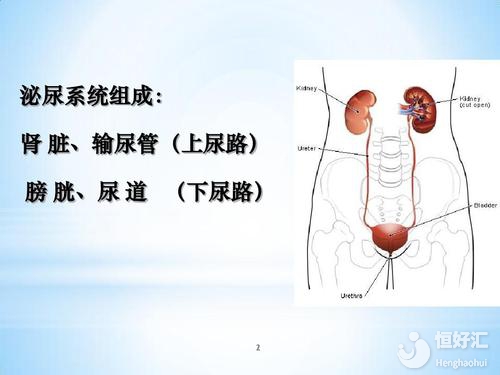 生殖系統(tǒng)疾病