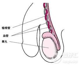 輸精管堵塞或許是跟這些原因有關(guān)，請記得遠離！