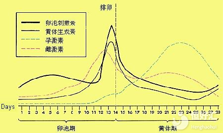 黃體期出血？一文讓你正確認知黃體期各種癥狀