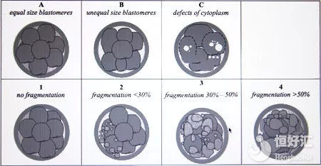 關(guān)于試管胚胎質(zhì)量的劃分，看這篇文章就夠了！
