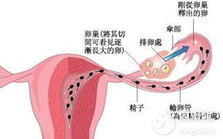 關于受精與受精卵的那些事兒，看完一目了然！