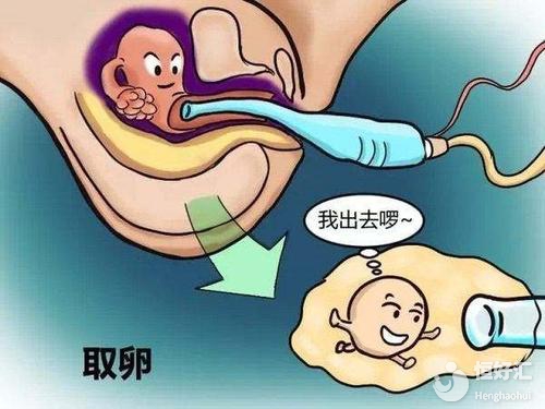 試管嬰兒取卵數量會影響成功率？專家解答來了