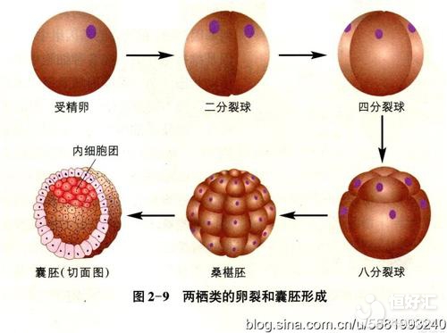 試管嬰兒移植囊胚的優(yōu)勢(shì)，看完才知道是因?yàn)檫@些