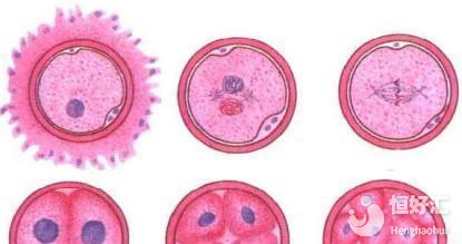 冷凍胚胎什么時(shí)候移植最好？這個(gè)時(shí)間段不可錯(cuò)過(guò)