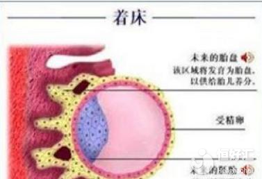 盤點(diǎn)胚胎著床后的注意事項(xiàng)，看完才知道這些……