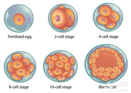 囊胚培養(yǎng)的優(yōu)點(diǎn)和缺點(diǎn)，或許與你了解的不一樣！