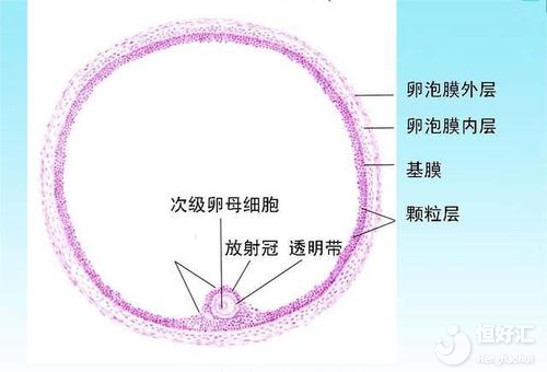 卵巢多囊樣改變是什么？會(huì)影響懷孕嗎？