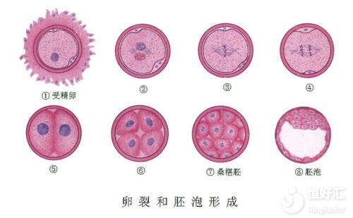 胚胎移植后陰道出血？醫(yī)生：別慌！也許是好消息