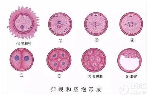 胚胎質量高就可以受孕成功？做試管可別忽視這一點