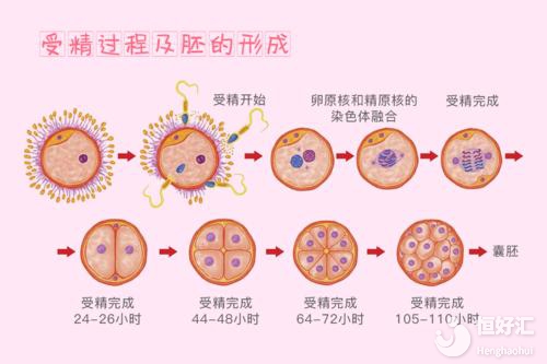 做試管取卵數和胚胎數總是對不上？原因在這