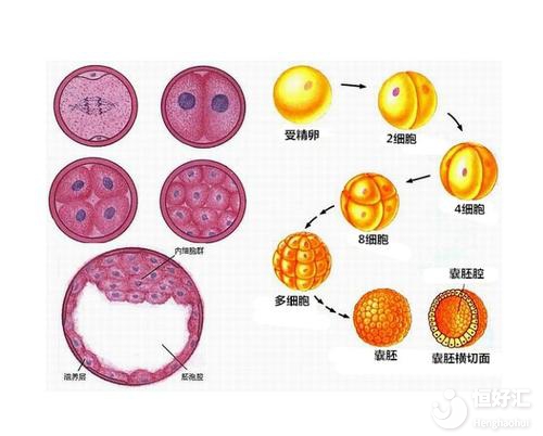 試管嬰兒囊胚培養(yǎng)成功率高并不是謠言！