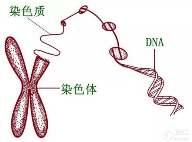 做試管嬰兒前染色體檢查很重要，別再忽略了！