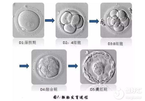 胚胎培養成功率高嗎？看完這個全懂了