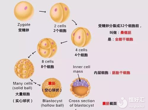 揭秘試管嬰兒胚胎發育過程，你全都知道了嗎？