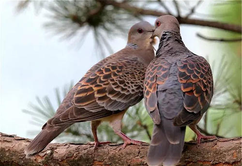 斑鳩圖片