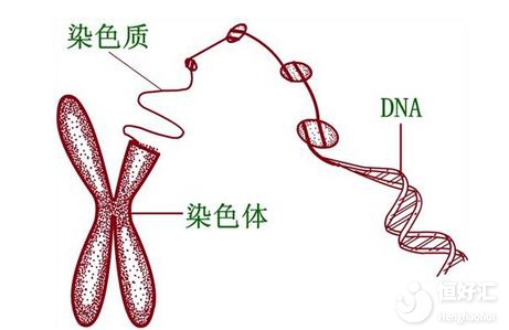 染色體異常無法生育？做三代試管懷上健康寶寶