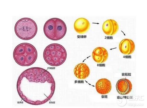 做試管提高胚胎著床的方法，你知道幾個？