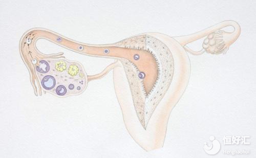 做試管可以這樣保養卵巢，明人不說暗話！