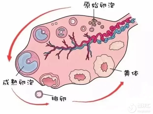 內(nèi)分泌不調(diào)