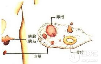 卵泡原因