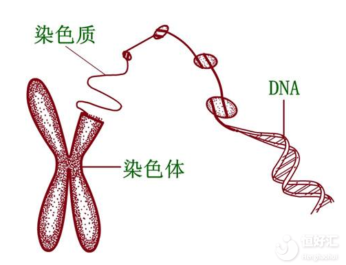 染色體異常會對生育有什么影響？	