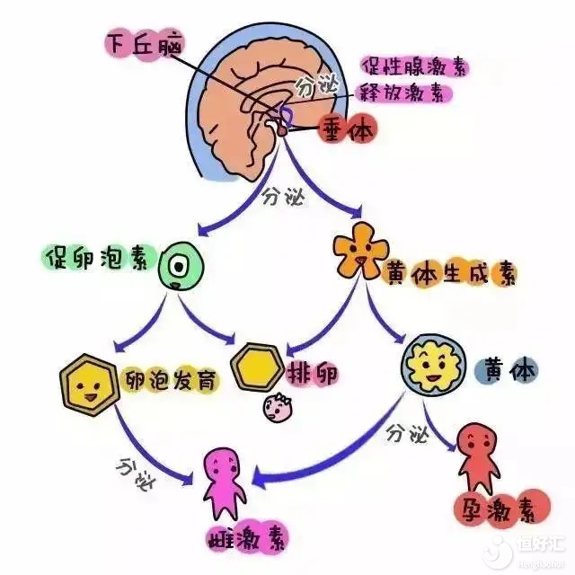 <strong>性激素六項(xiàng)為何如此重要，該怎么看？</strong>