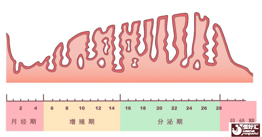 為什么B7內膜不適合試管嬰兒移植？原因有三個！