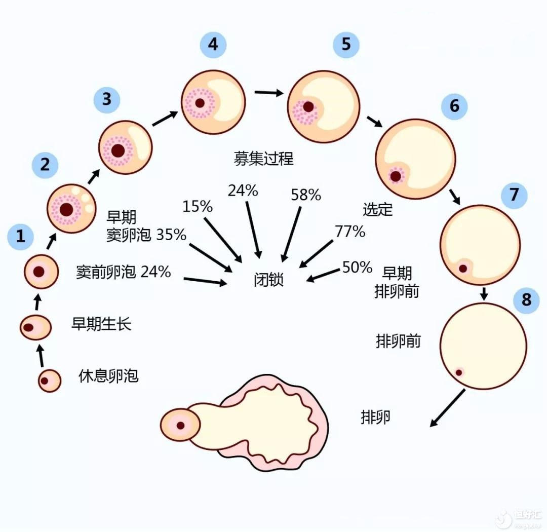 試管嬰兒進(jìn)周是指的什么？進(jìn)周后又如何進(jìn)行保胎呢？