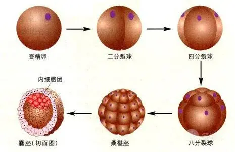 低級別囊胚移植為何會影響妊娠率?該如何改善試管成功率？